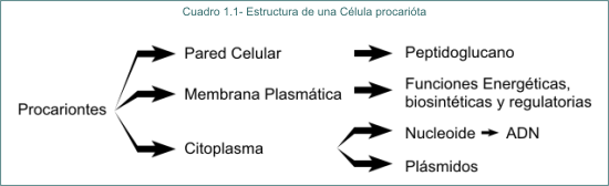 Cuadro 1.1 Estructura de una clula procaritica
