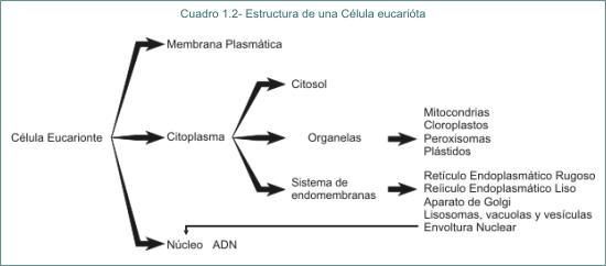 Cuadro 1.2 Estructura de una clula eucaritica