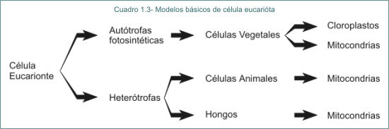 Cuadro 1.3 Modelos bsicos de clula eucaritica