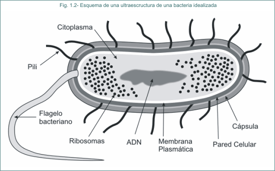 Fig. 1.2 Esquema de la ultraestructura de una bacteria idealizada