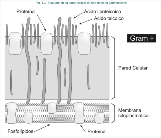 Fig. 1.3- Esquema de la pared celular de una bacteria Grampositiva