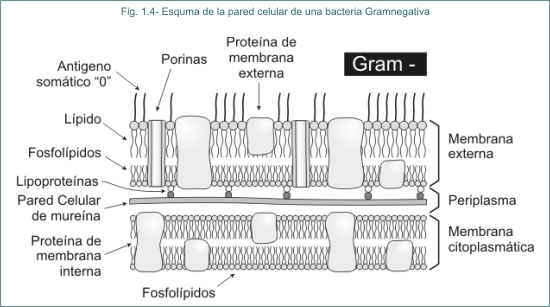 Fig. 1.4 Esquema de la pared celular de una bacteria Gramnegativa
