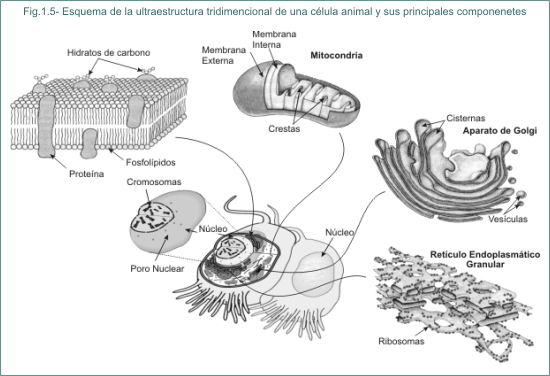 Fig. 1.5 Esquema de la ultraestructura tridimensional de una clula animal y sus principales componentes