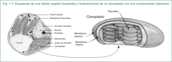 Fig. 1.7 Esquemas de una clula vegetal (izquierda) y tridimensional de un cloroplasto con sus componentes (derecha)