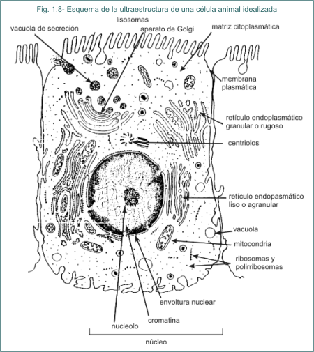 Fig. 1.8 Esquema de la ultraestructura de una clula animal idealizada