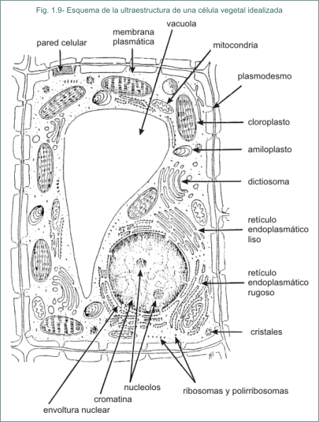 Fig. 1.9 Esquema de la ultraestructura de una clula vegetal idealizada