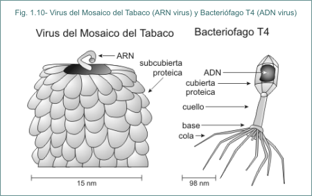Fig. 1.10 Virus del Mosaico del Tabaco (ARN virus) y Bacterifago T4 (ADN virus)