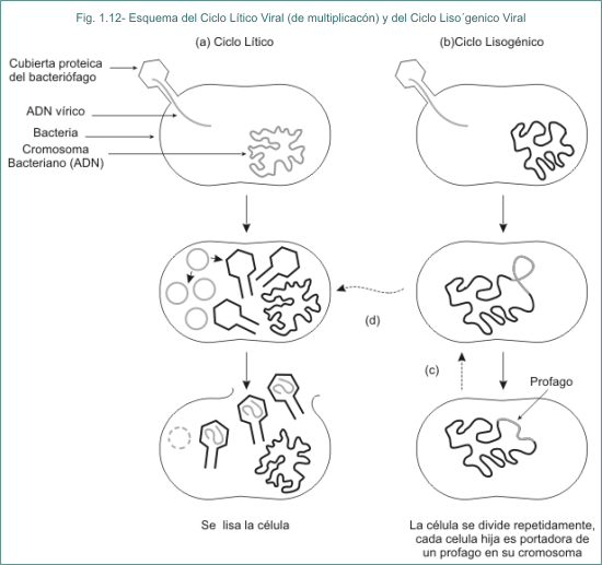 Fig. 1.12 Esquema del Ciclo Ltico Viral (de multiplicacin) y del Ciclo Lisognico Viral