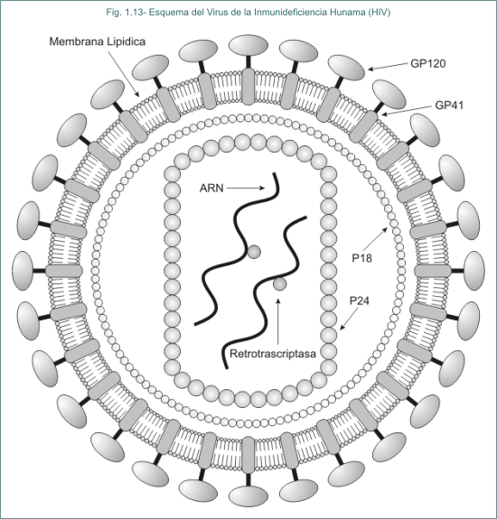 Fig. 1.13 Esquema del Virus el la Inmunodeficiencia Humana (HIV)