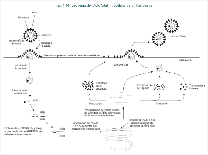 Fig. 1.14 Esquema del Ciclo Vital Intracelular de un Retrovirus