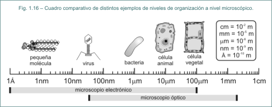 Fig. 1.16 Cuadro comparativo de distintos ejemplos de niveles de organizacin a nivel microscpico