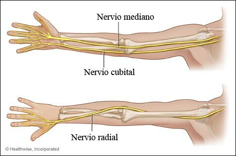 Imagen de los tres nervios principales del brazo